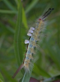 White-marked Tussock